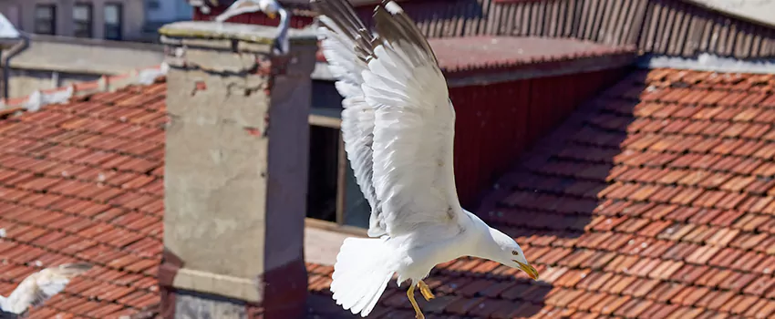 Residential Chimney Animal Removal Solution in Navarre, FL